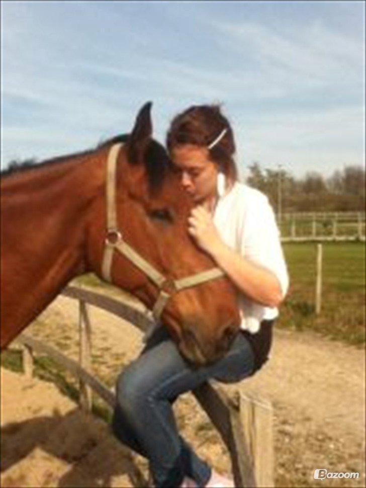 Dansk Varmblod Oliver - Himmelhest billede 2