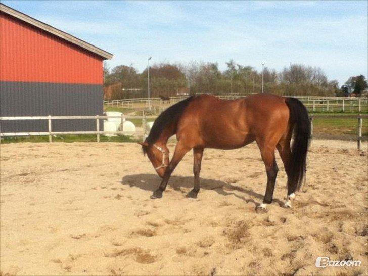 Dansk Varmblod Oliver - Himmelhest billede 4