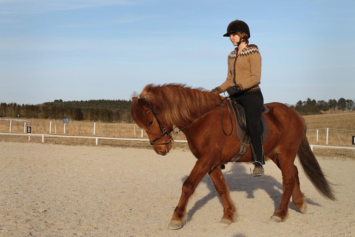 Islænder Bergdis Frá Króki - Hestecollege april 2013 billede 18