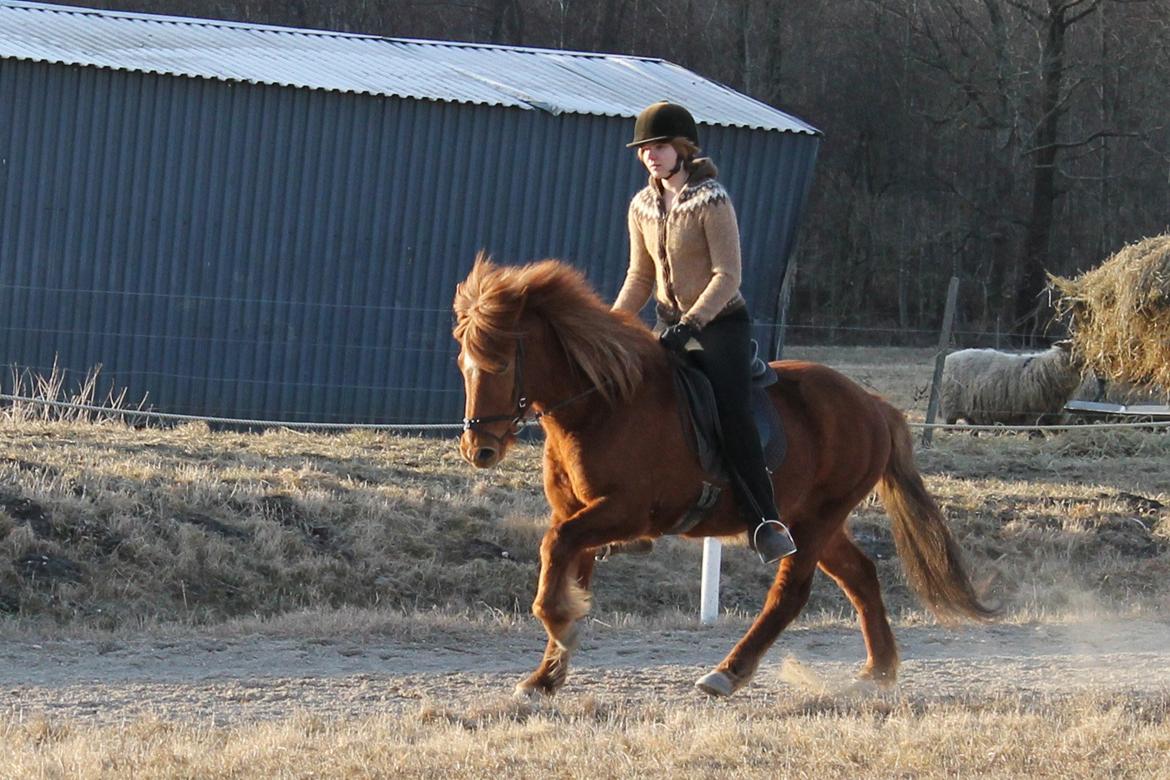 Islænder Bergdis Frá Króki - Hestecollege april 2013 billede 19