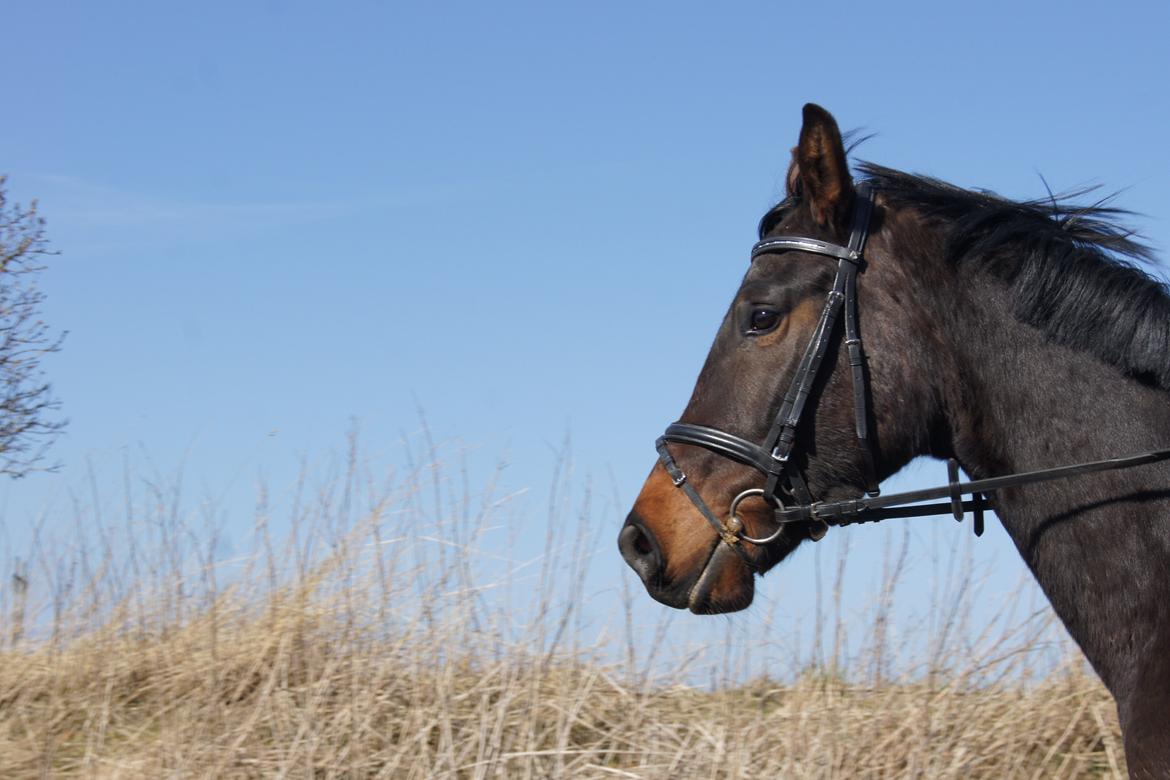 Dansk Varmblod Dortheasmindes Domino billede 18