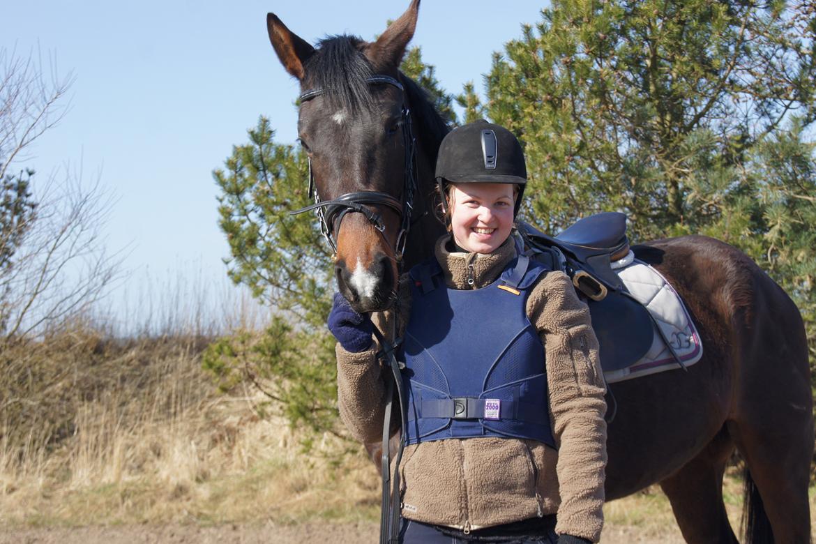 Dansk Varmblod Dortheasmindes Domino billede 19