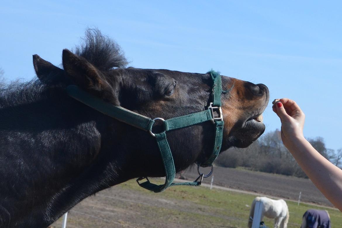 New Forest Skovly's Asterix  - Smiiiiiiiiiiil til verden, og verden vil smile til dig! Seje Bast!<3 billede 8