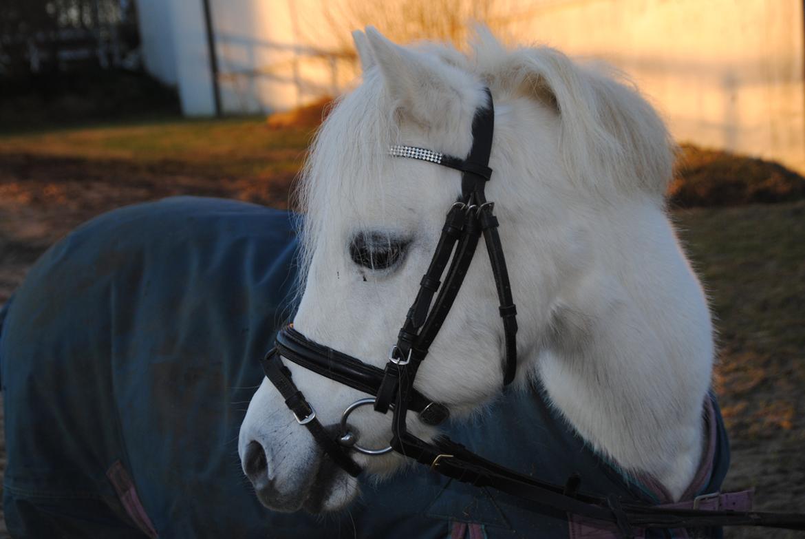Welsh Mountain (sec A) Snowwhite Disney - Portræt af Disney :-) Foto: Min veninde billede 4