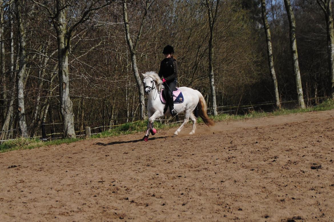 Welsh Mountain (sec A) Snowwhite Disney - Galop :-) Foto: Mor, med mit kamera billede 5