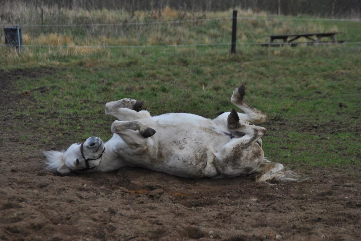 Welsh Mountain (sec A) Snowwhite Disney - Rulle, rulle ;-) Foto: Mig billede 6