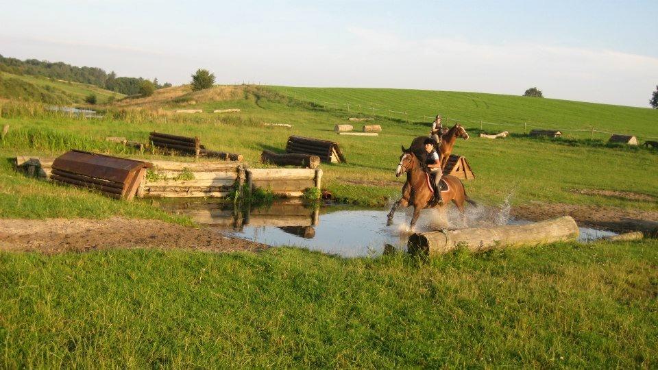 Anden særlig race Rex billede 7