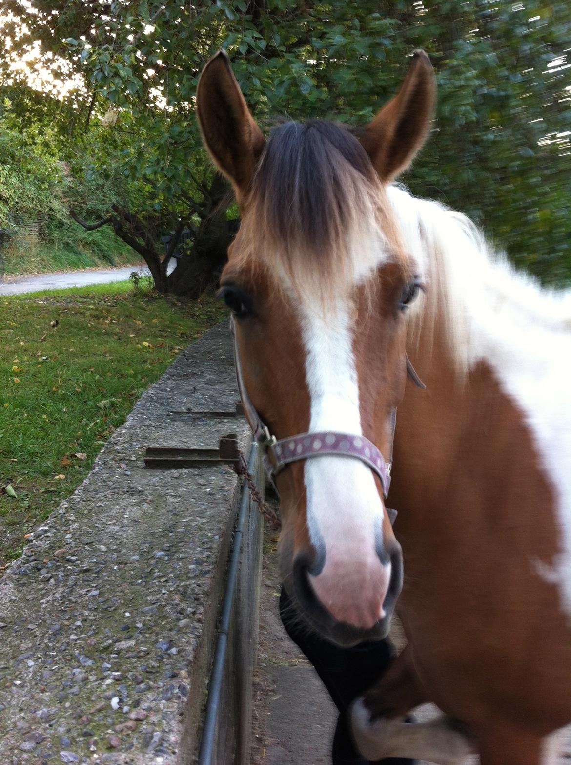 Fjordhest Blanding Golden Princess. I miss you!!<33 billede 15