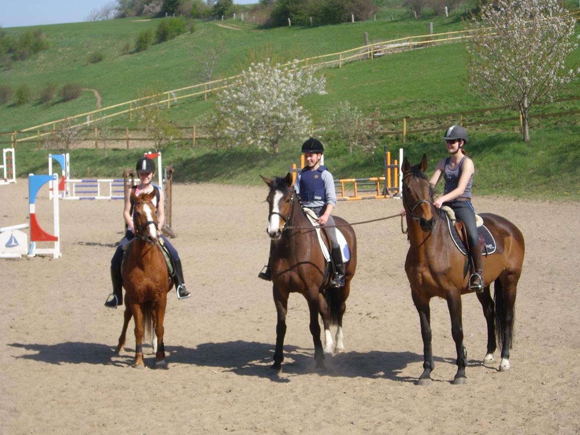 Anden særlig race Rex billede 9