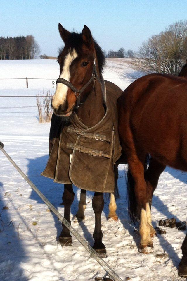 Anden særlig race Rex billede 12