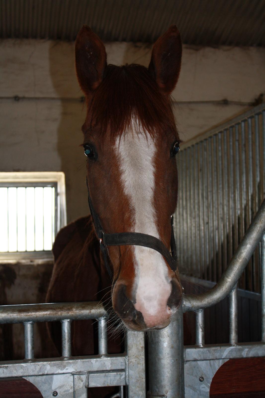 Dansk Varmblod Dalvangs Duchess billede 4