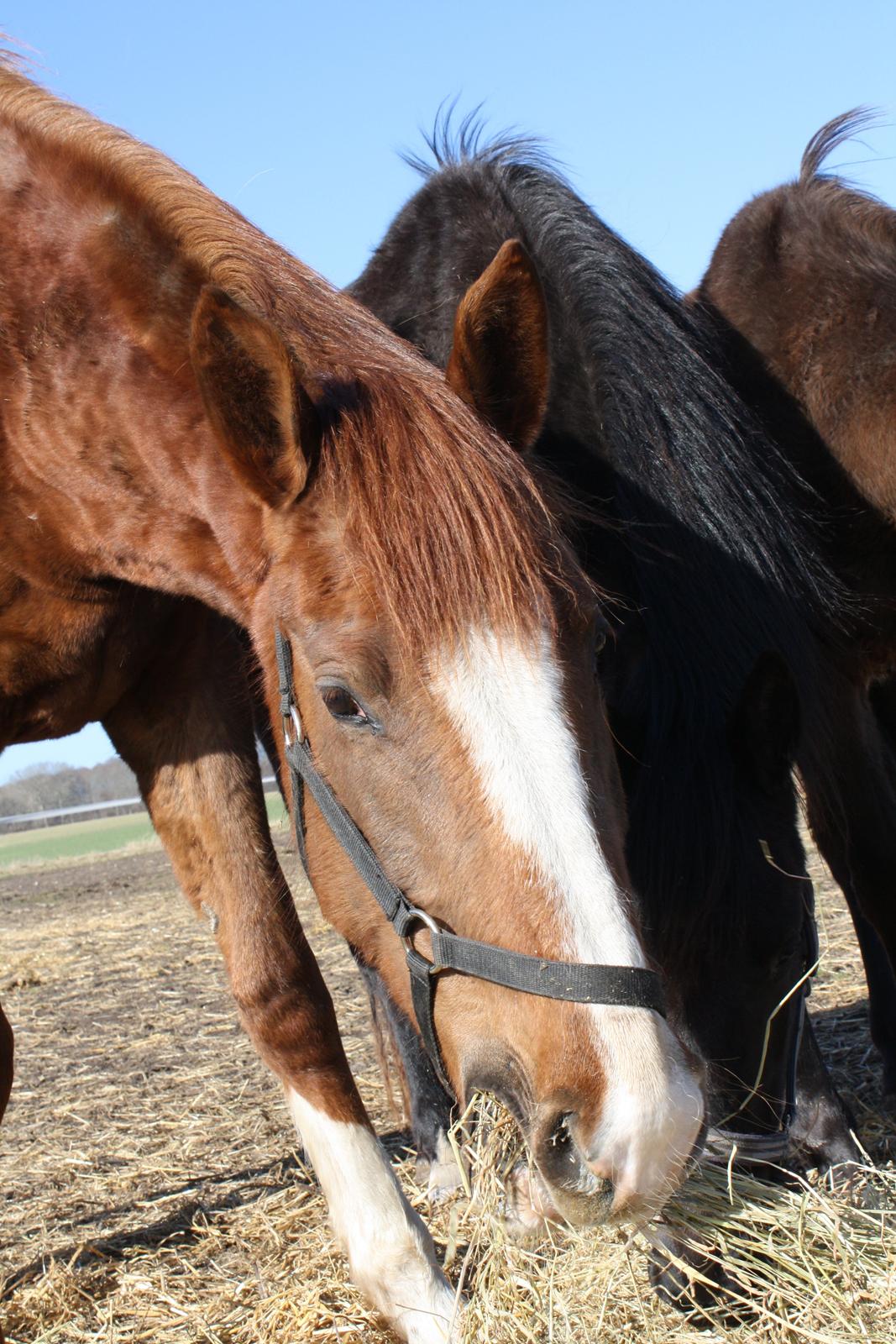 Dansk Varmblod Dalvangs Duchess billede 10