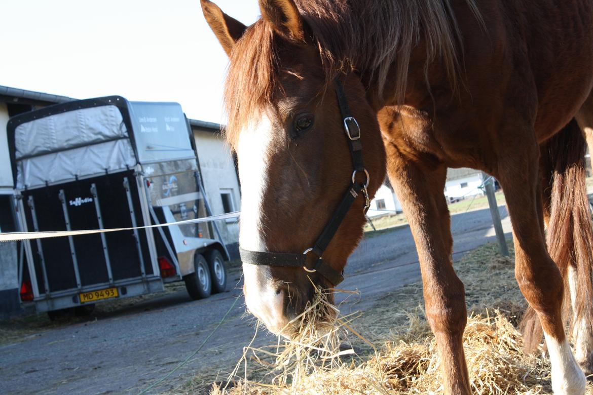 Dansk Varmblod Dalvangs Duchess billede 11