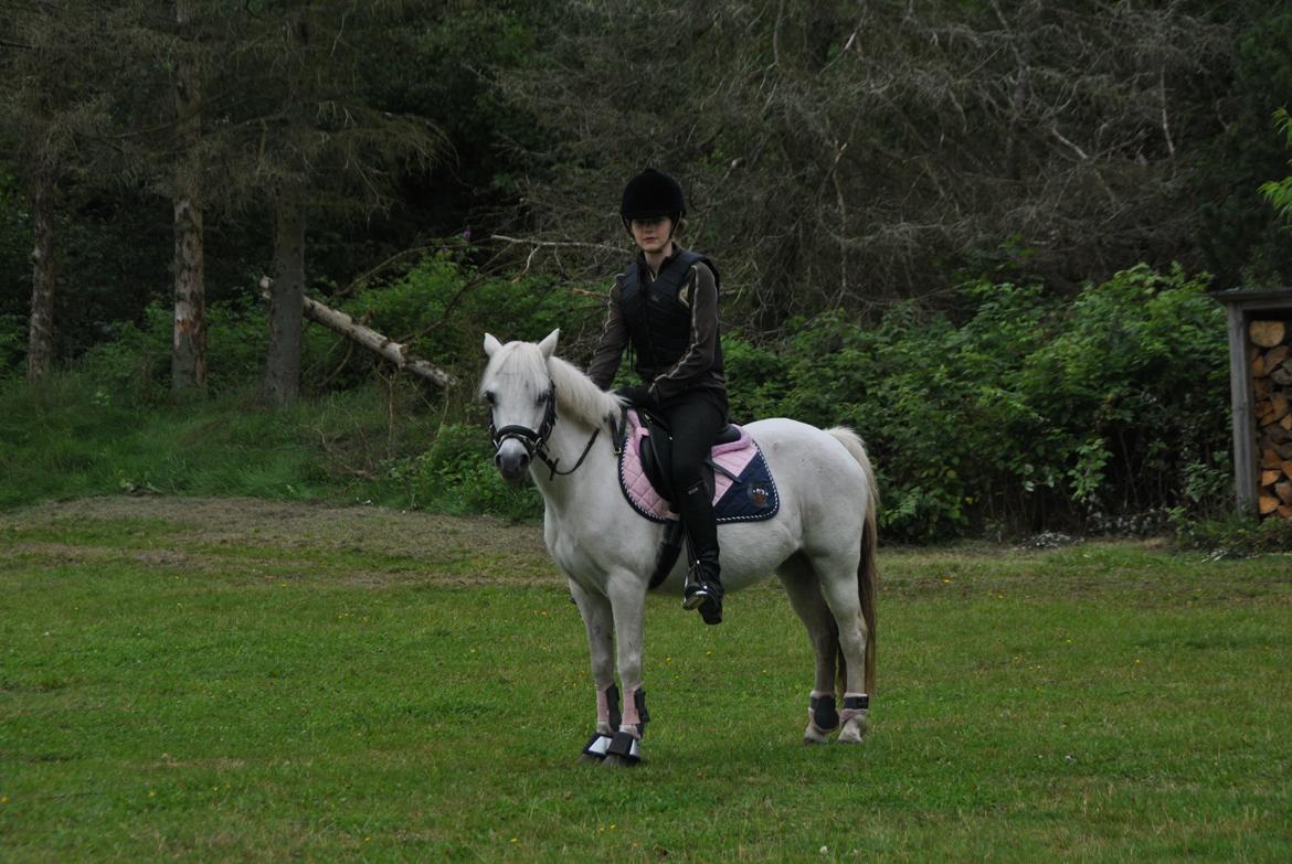 Welsh Mountain (sec A) Snowwhite Disney - Sommerferien 2011 :-) Foto: Mor, med mit kamera billede 2