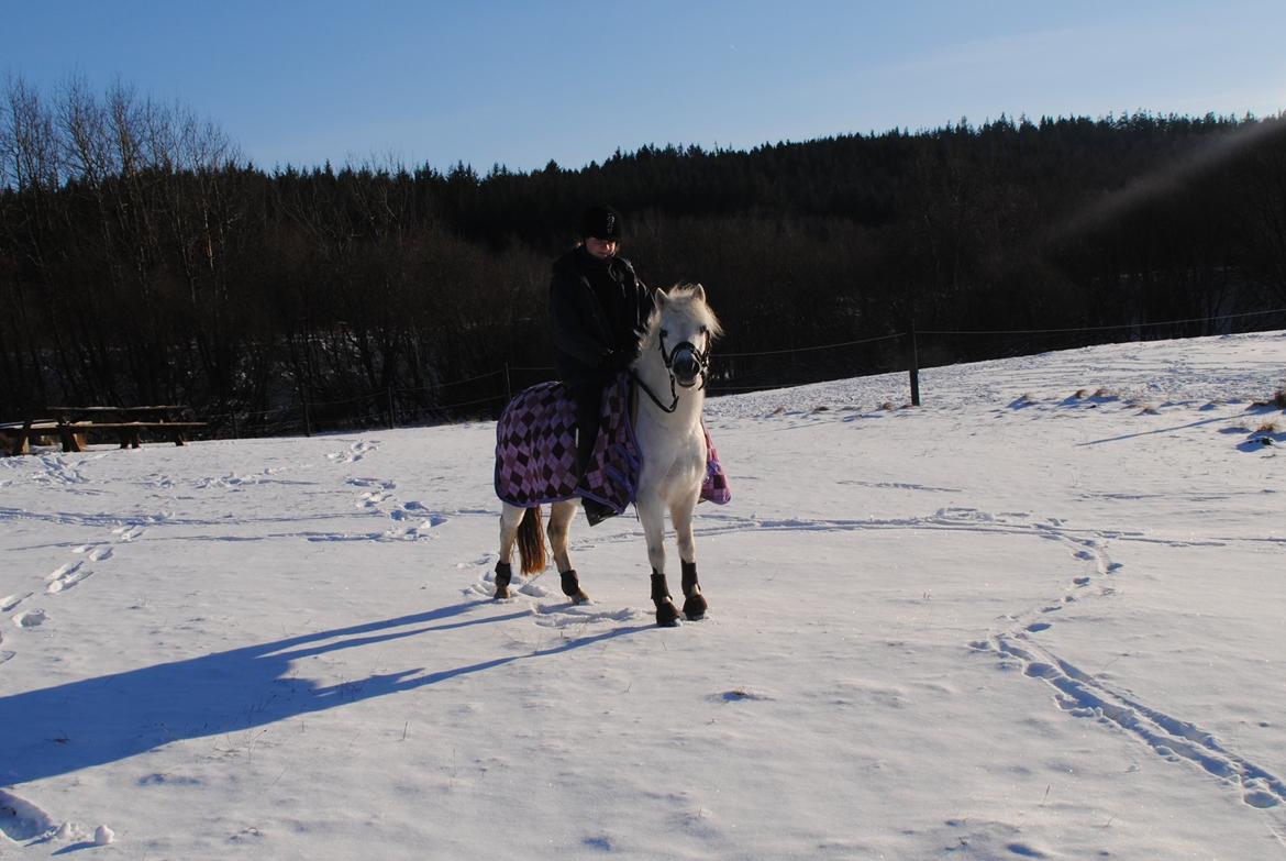 Welsh Mountain (sec A) Snowwhite Disney - Februar 2011. Foto: Mor, med mit kamera billede 14