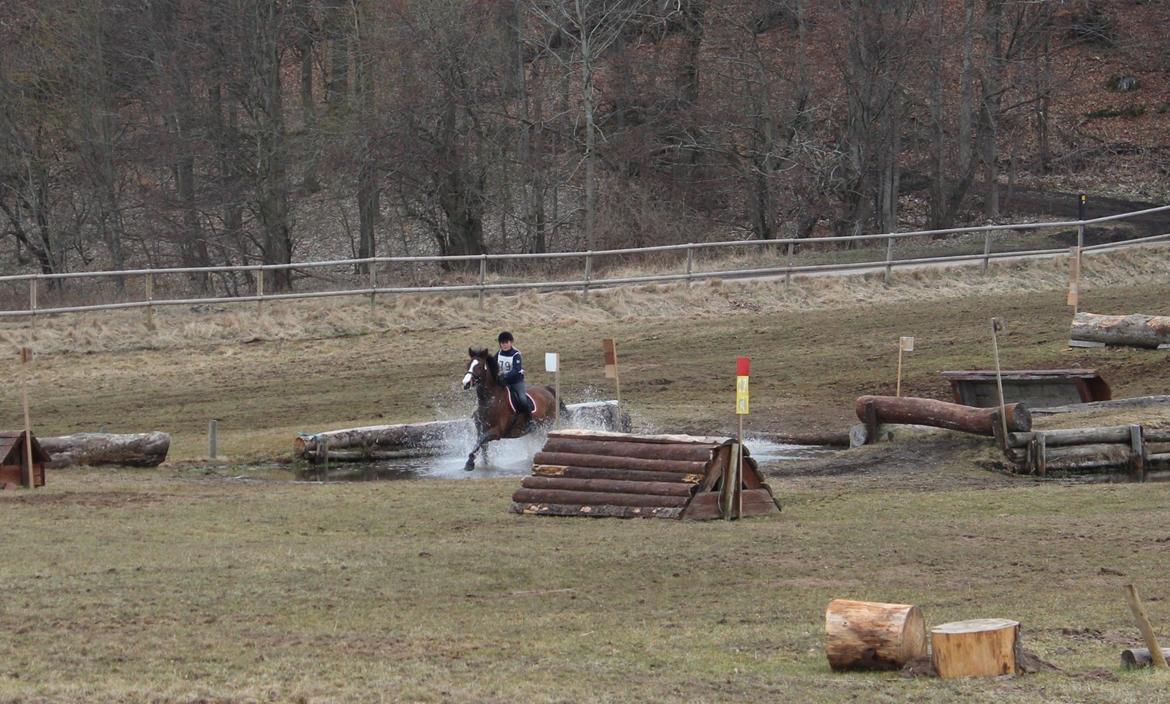 Anden særlig race Rex billede 13