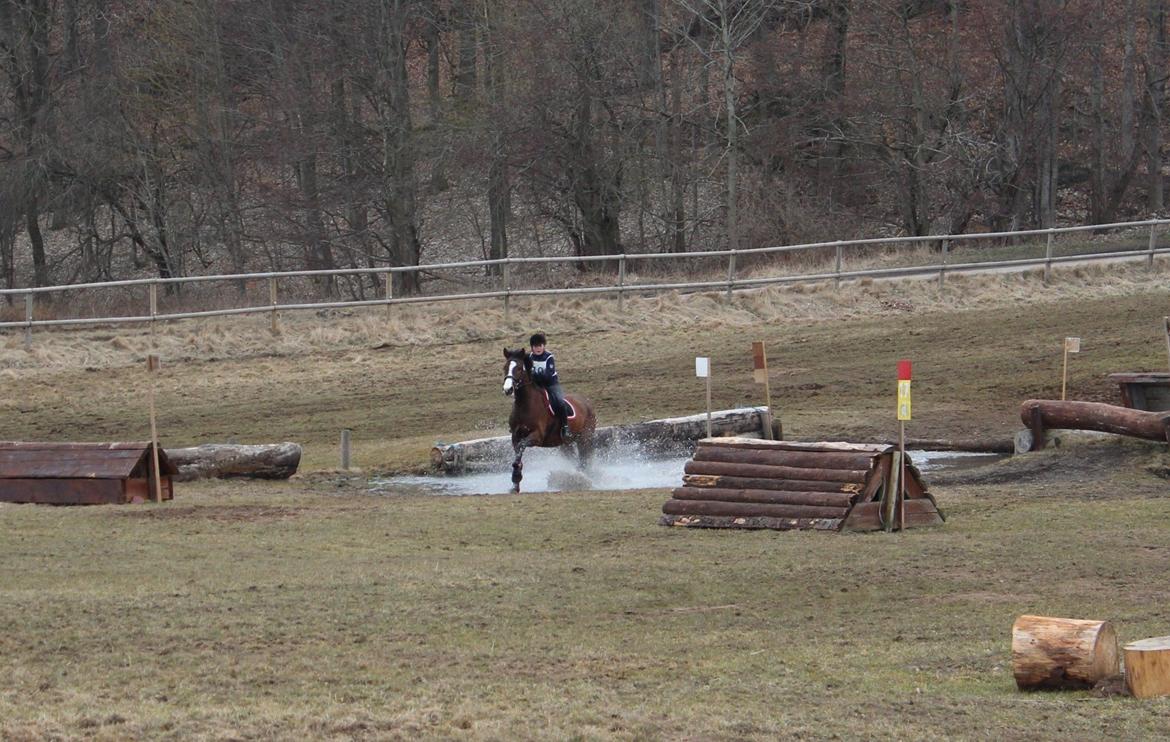 Anden særlig race Rex billede 14