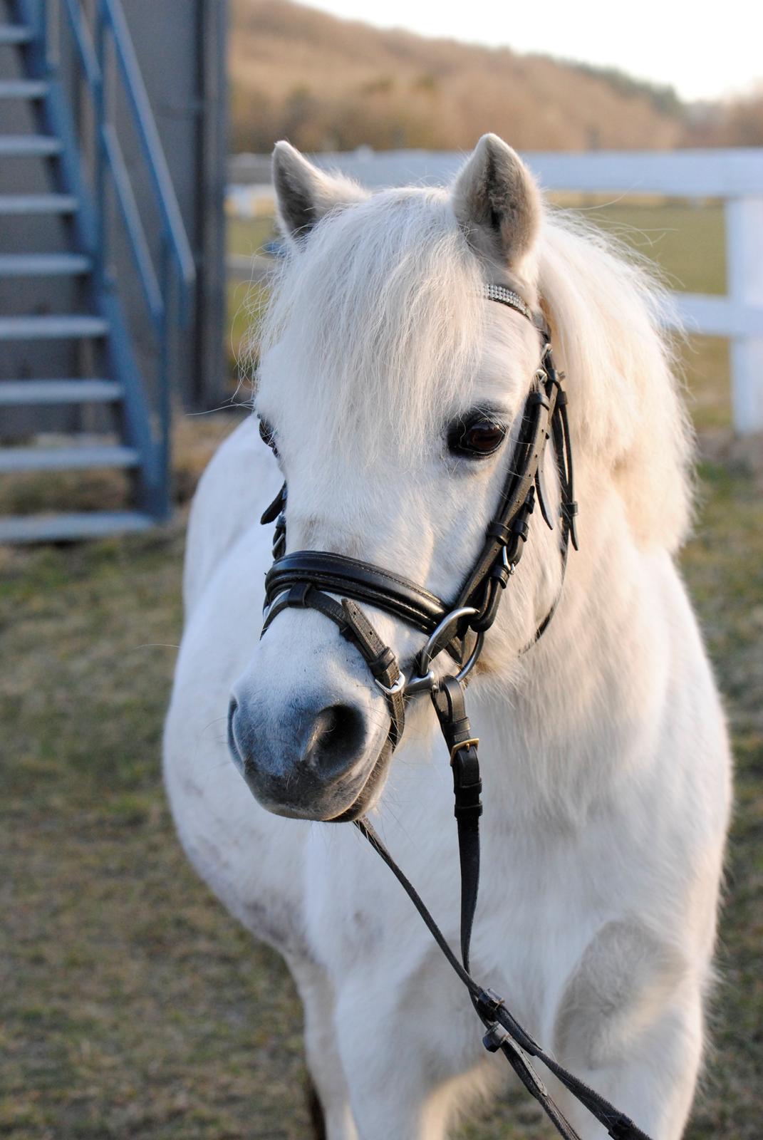 Welsh Mountain (sec A) Snowwhite Disney - Disney :') Foto: Mig billede 1