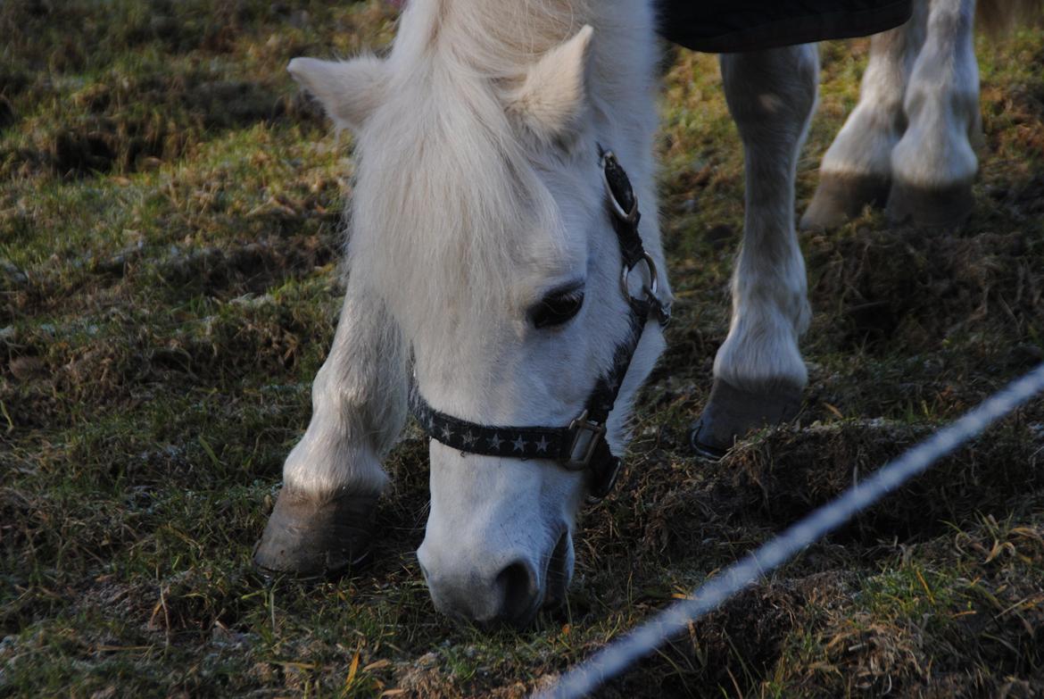 Welsh Mountain (sec A) Snowwhite Disney - Fold :-) Foto: Mig billede 8