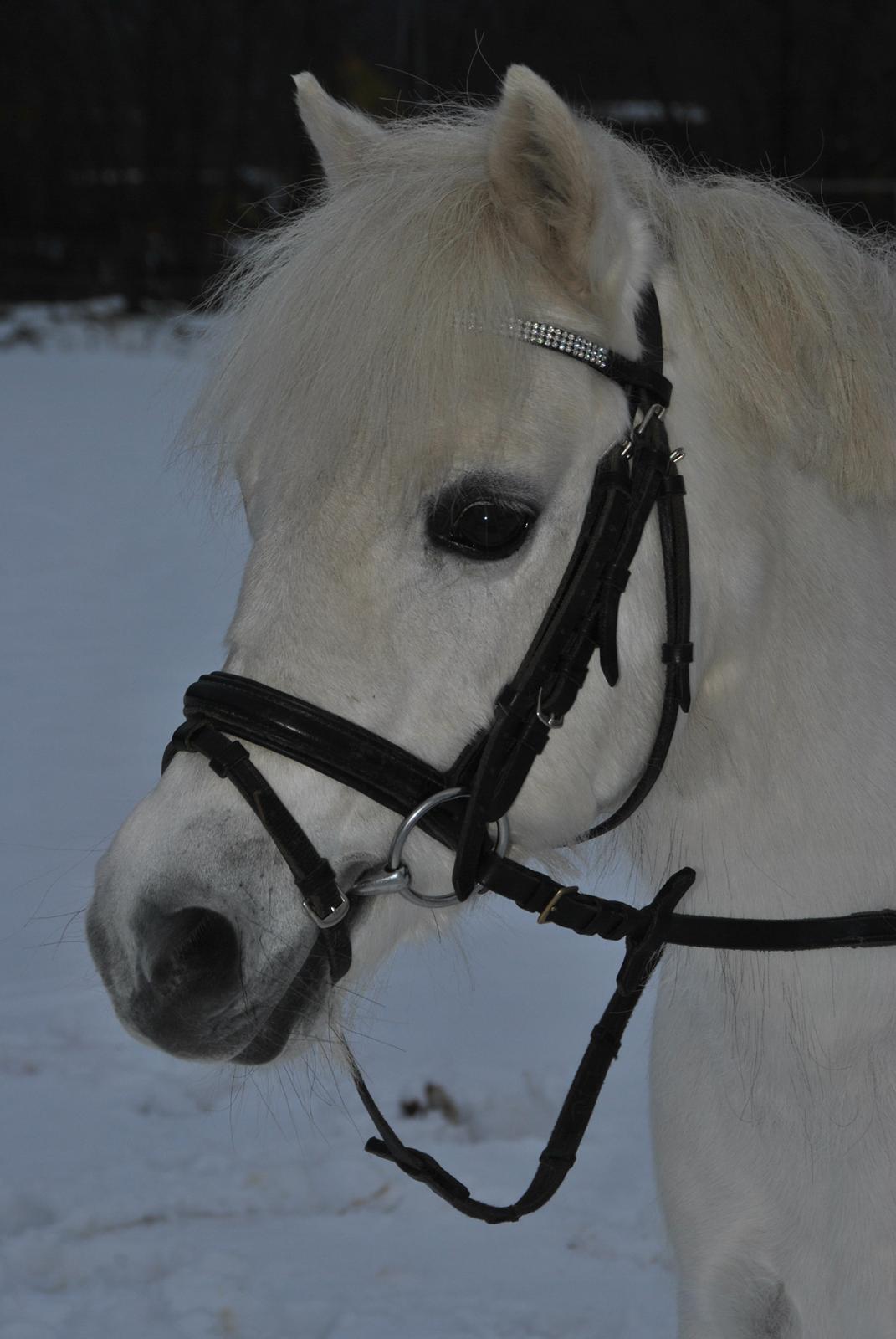 Welsh Mountain (sec A) Snowwhite Disney - Vinter 2012 :-) Foto: Mig billede 10