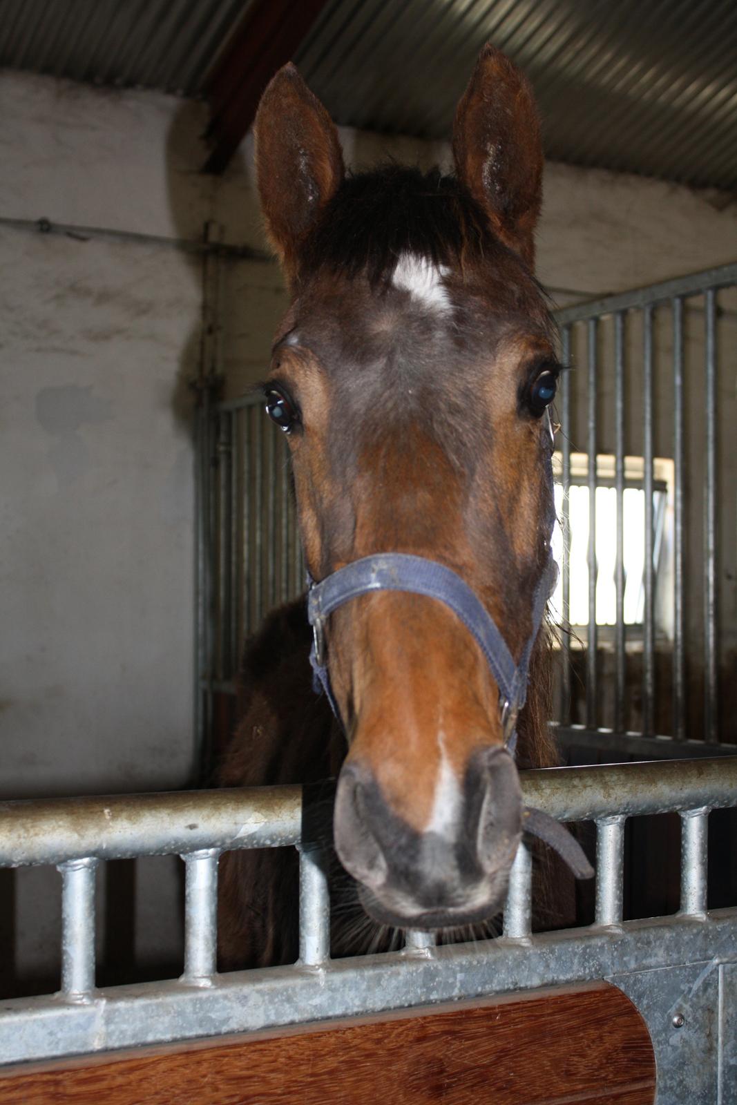 Dansk Varmblod Dalvangs Passion billede 1