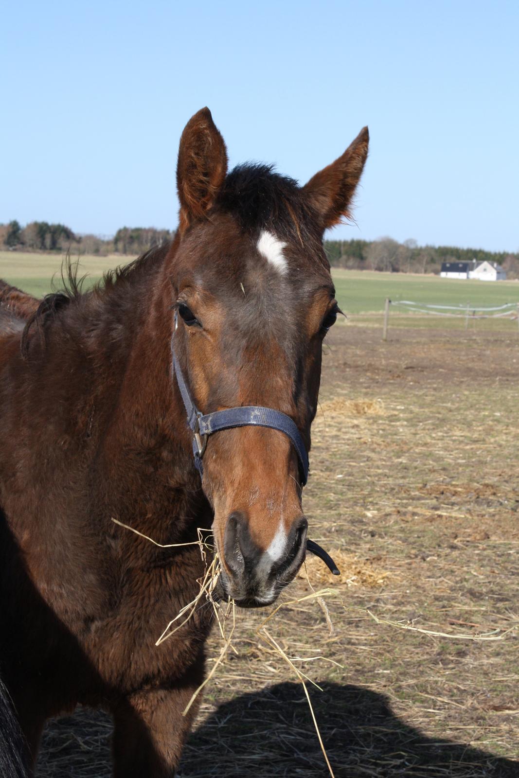 Dansk Varmblod Dalvangs Passion billede 2