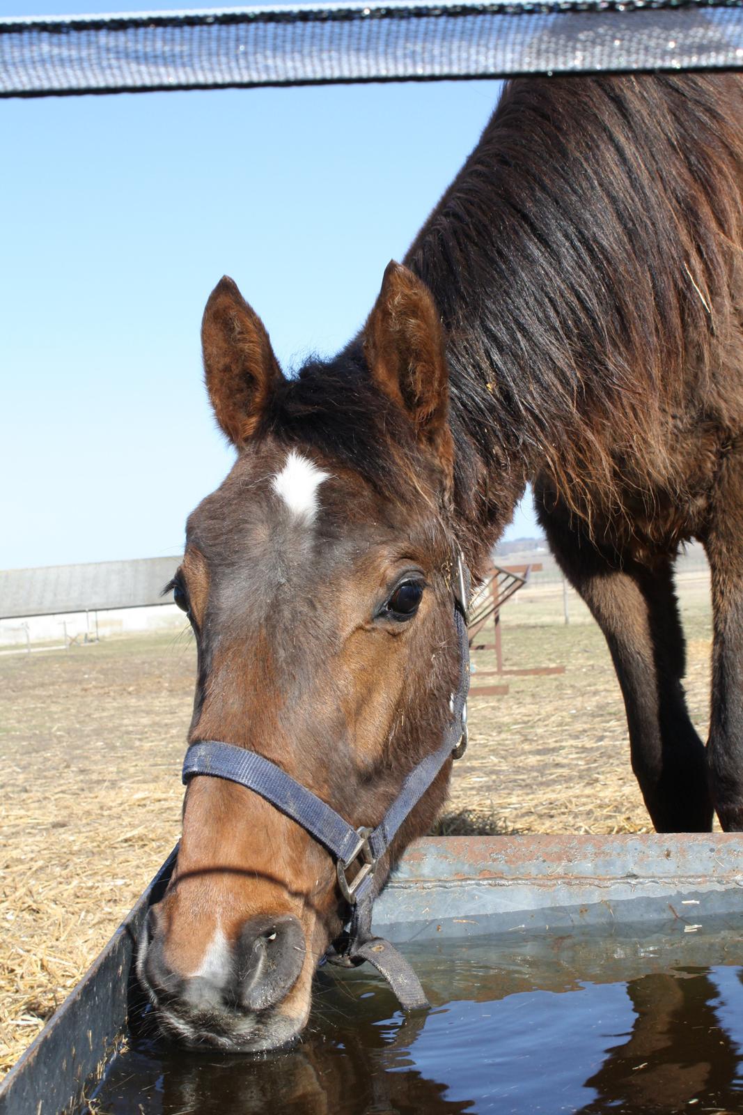 Dansk Varmblod Dalvangs Passion billede 3