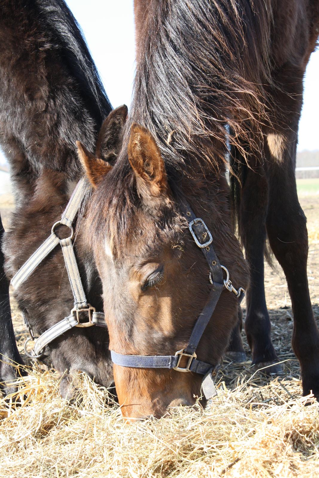 Dansk Varmblod Dalvangs Passion billede 4