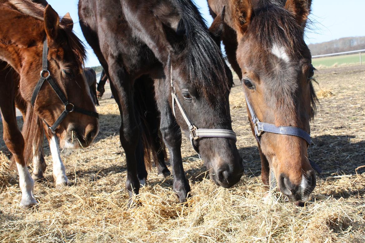 Dansk Varmblod Dalvangs Passion billede 5