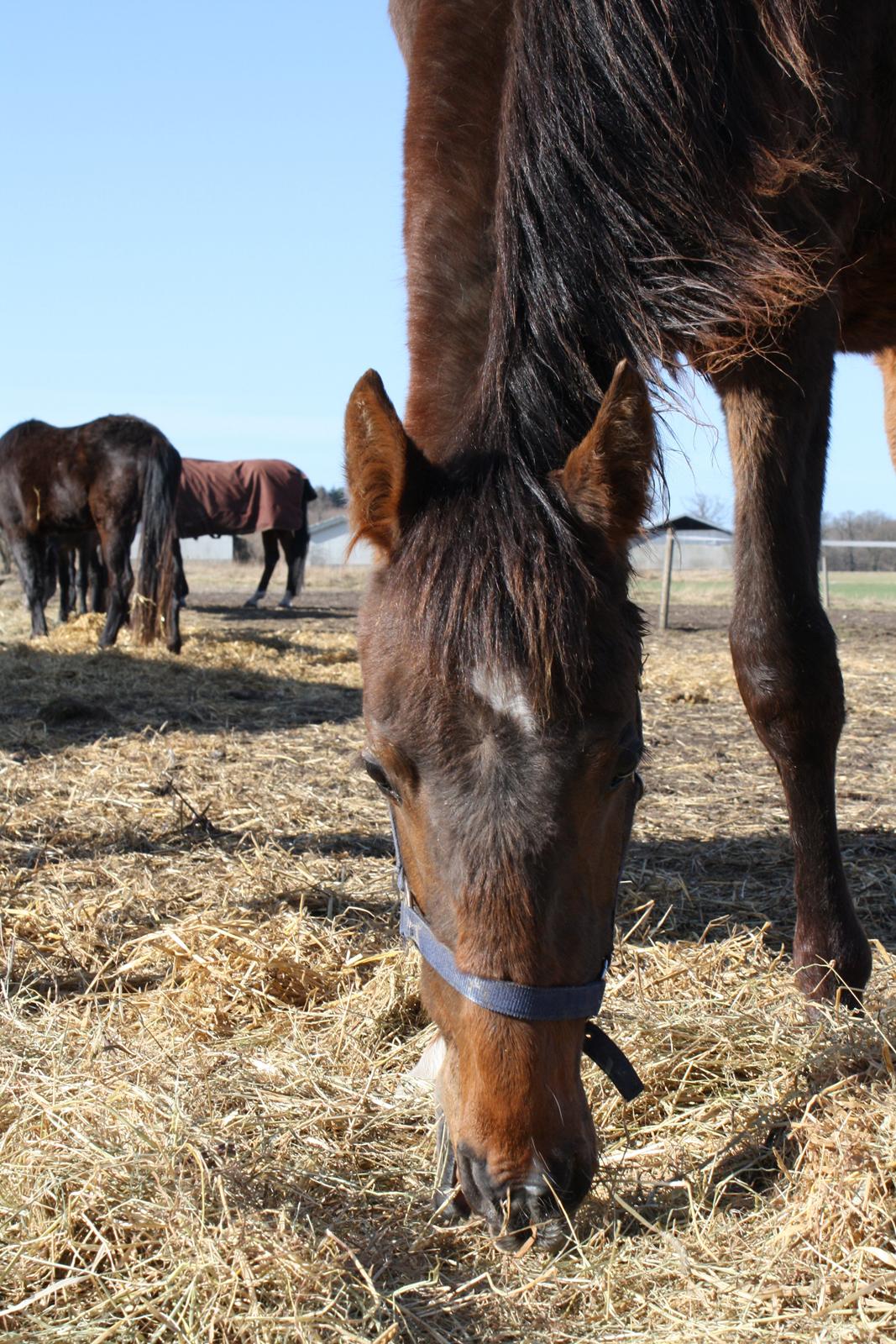 Dansk Varmblod Dalvangs Passion billede 6