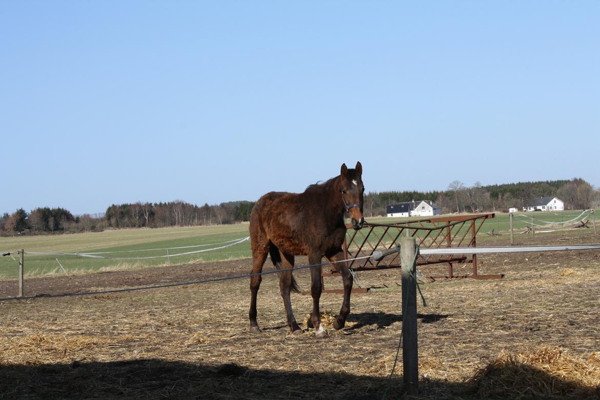 Dansk Varmblod Dalvangs Passion billede 7