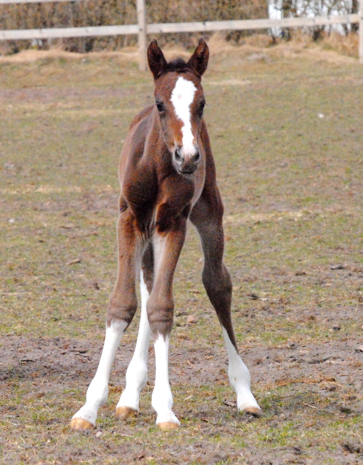 Dansk Varmblod Celina L billede 7