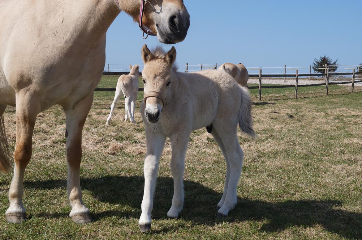 Fjordhest Højgaards Milo - 17/4 2013: Milo 11 dage gammel billede 7
