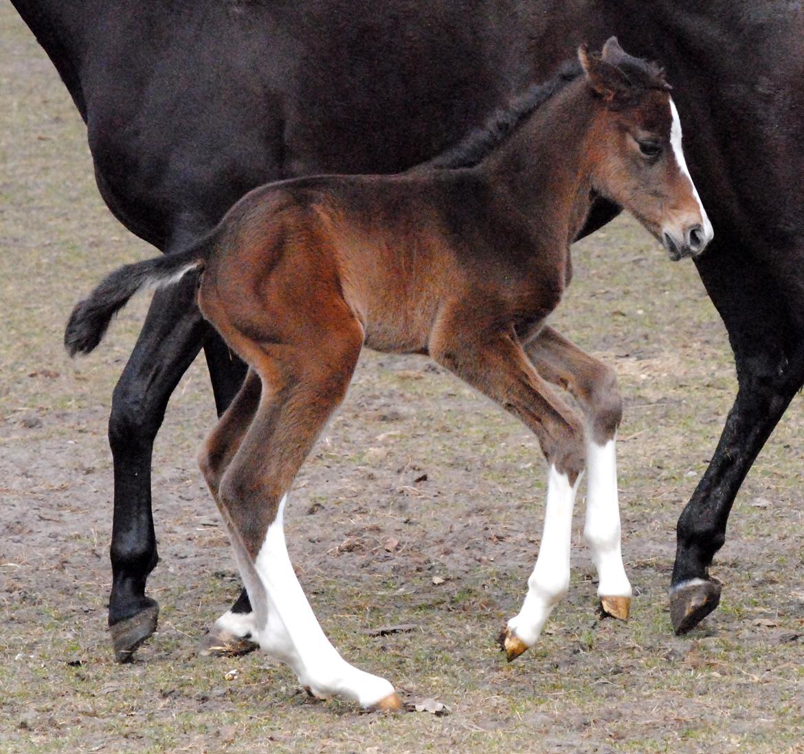 Dansk Varmblod Celina L billede 8