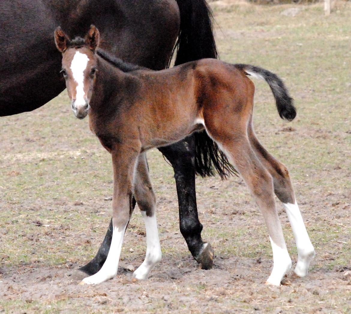 Dansk Varmblod Celina L billede 9