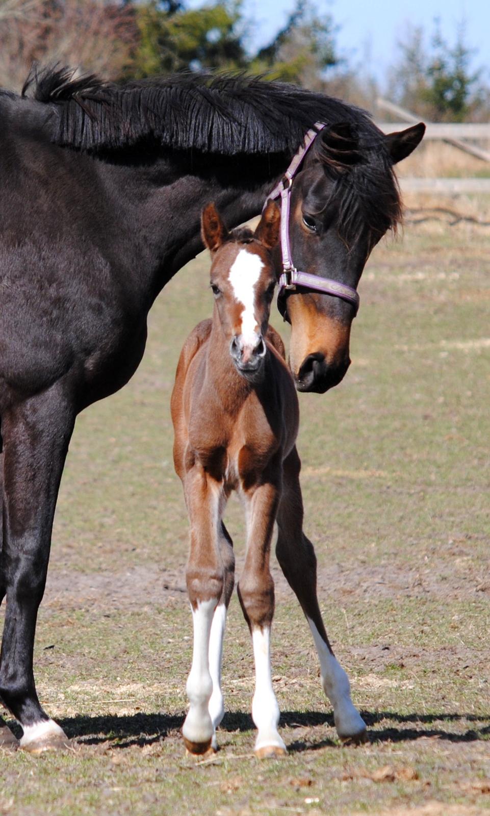 Dansk Varmblod Celina L billede 10
