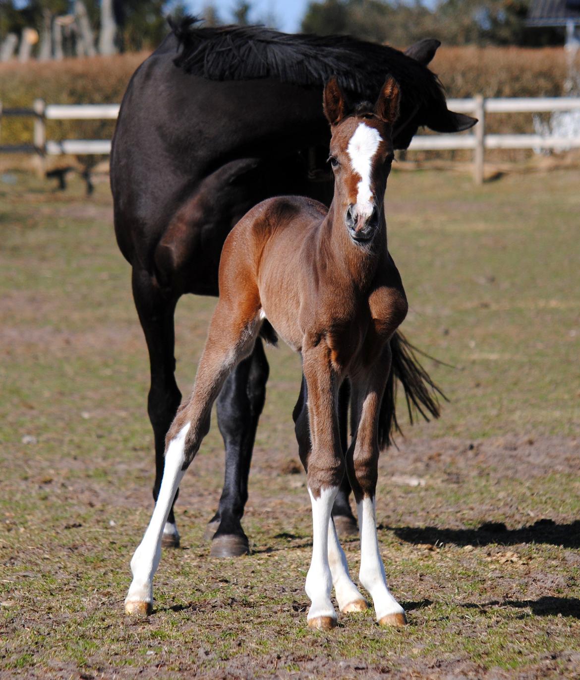 Dansk Varmblod Celina L billede 12