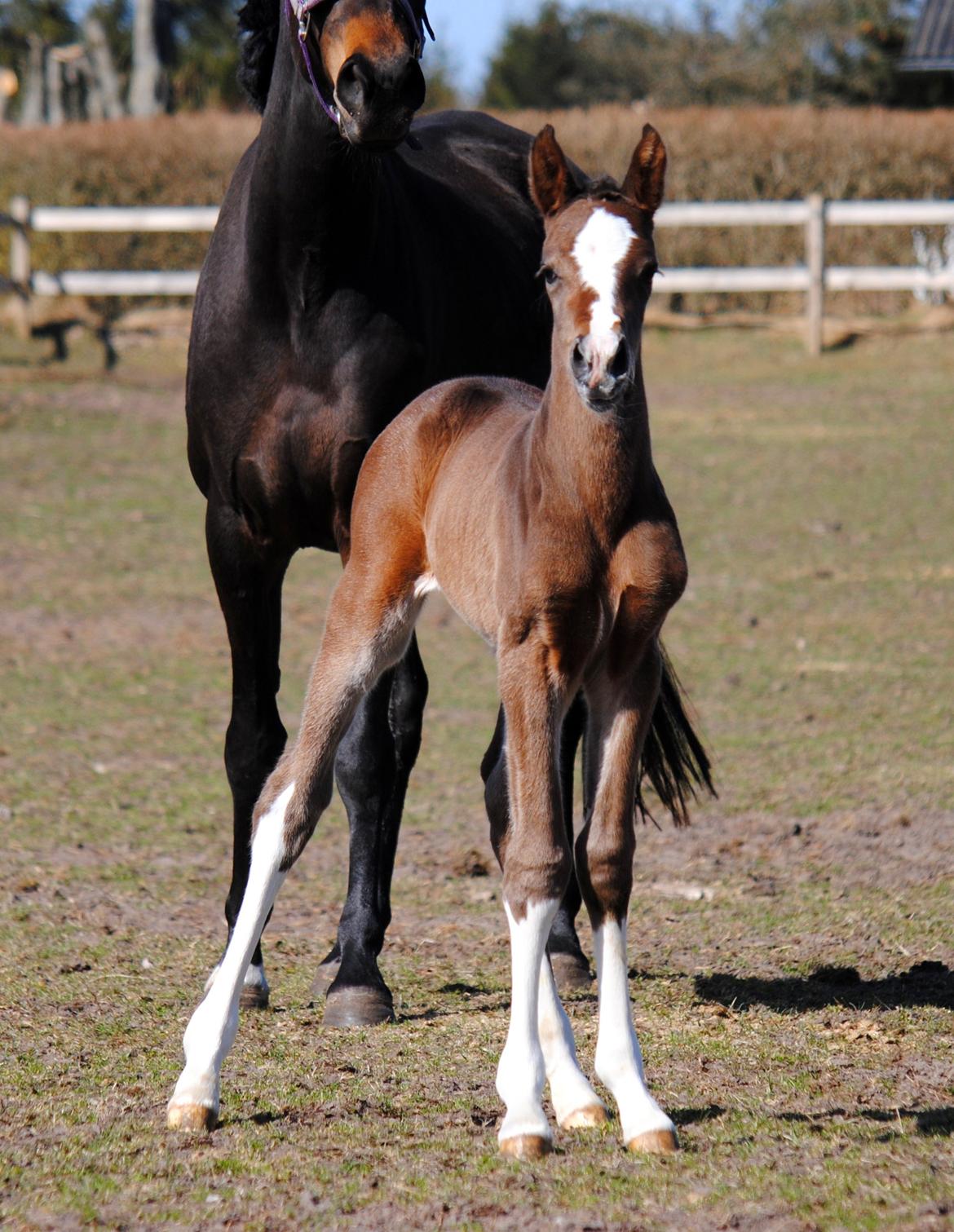 Dansk Varmblod Celina L billede 14