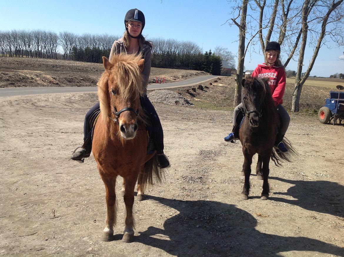 Islænder Roka billede 3