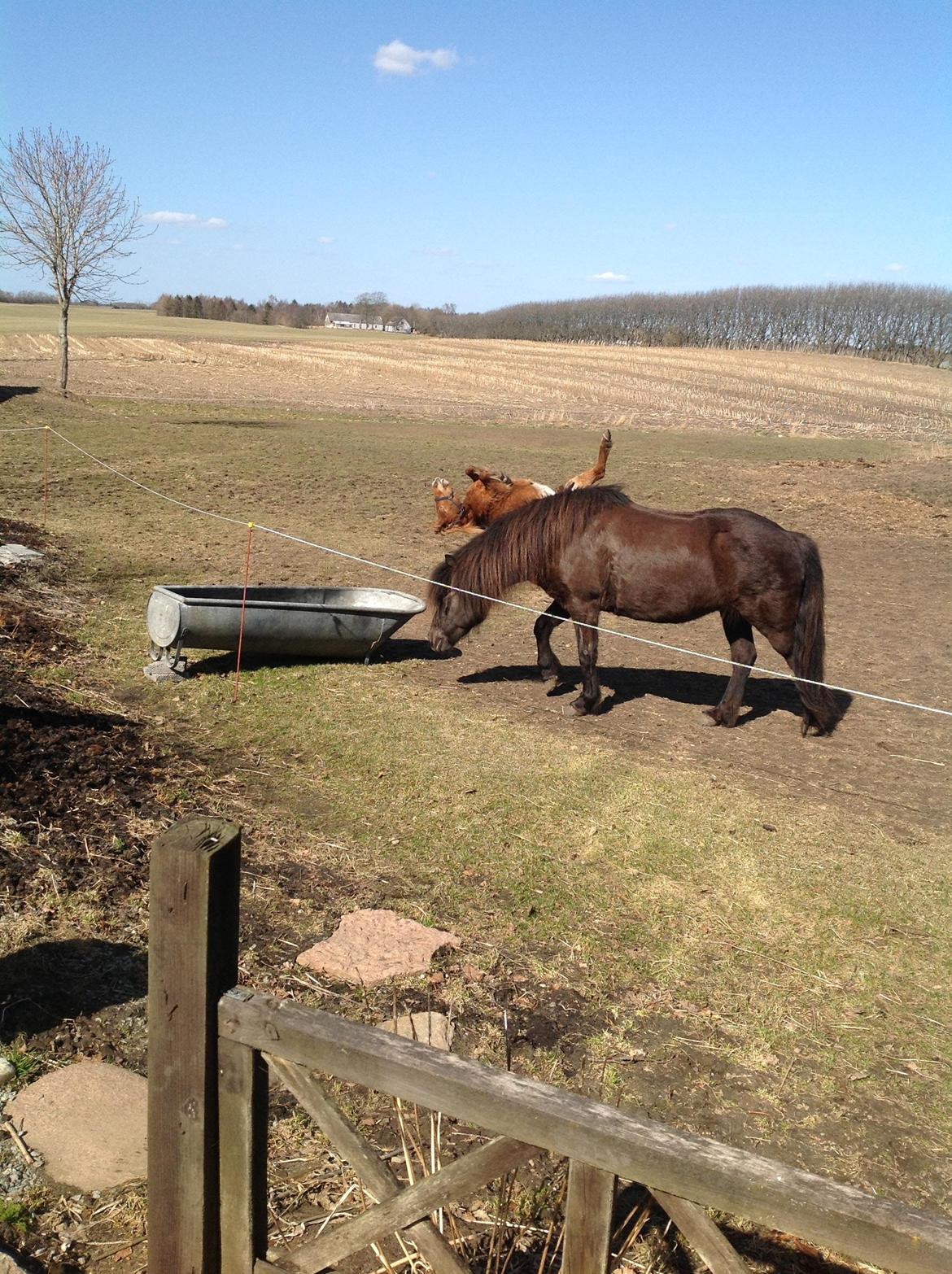 Islænder Roka billede 18