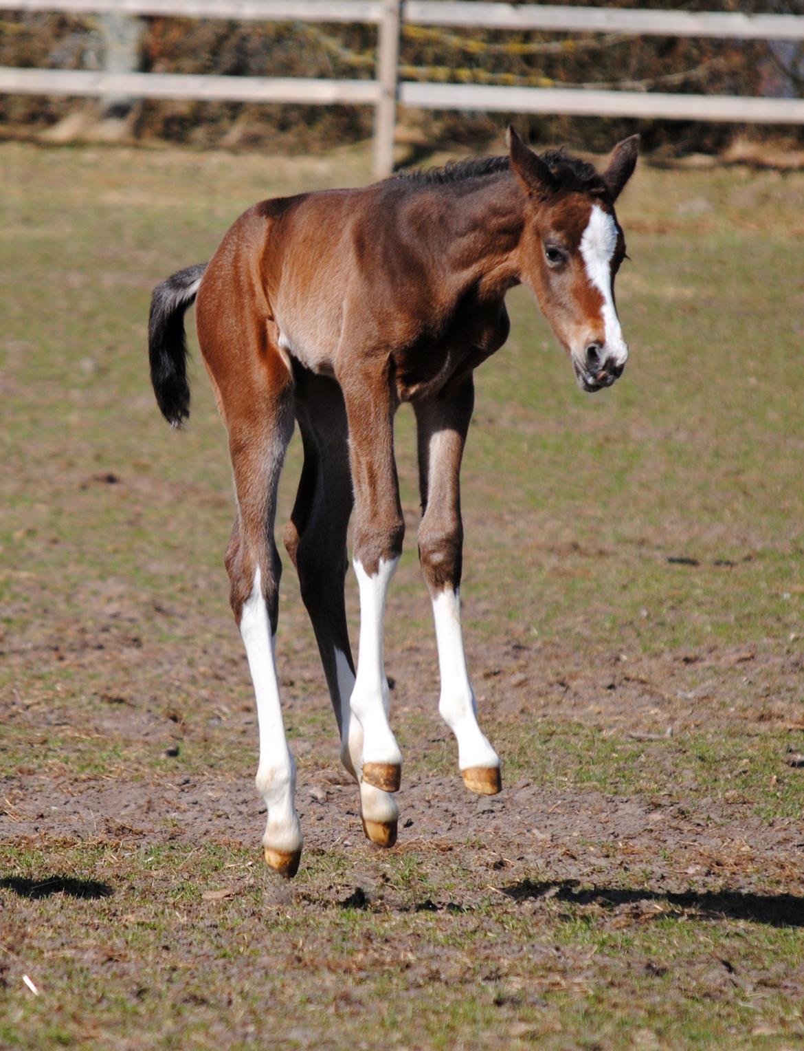 Dansk Varmblod Celina L billede 15