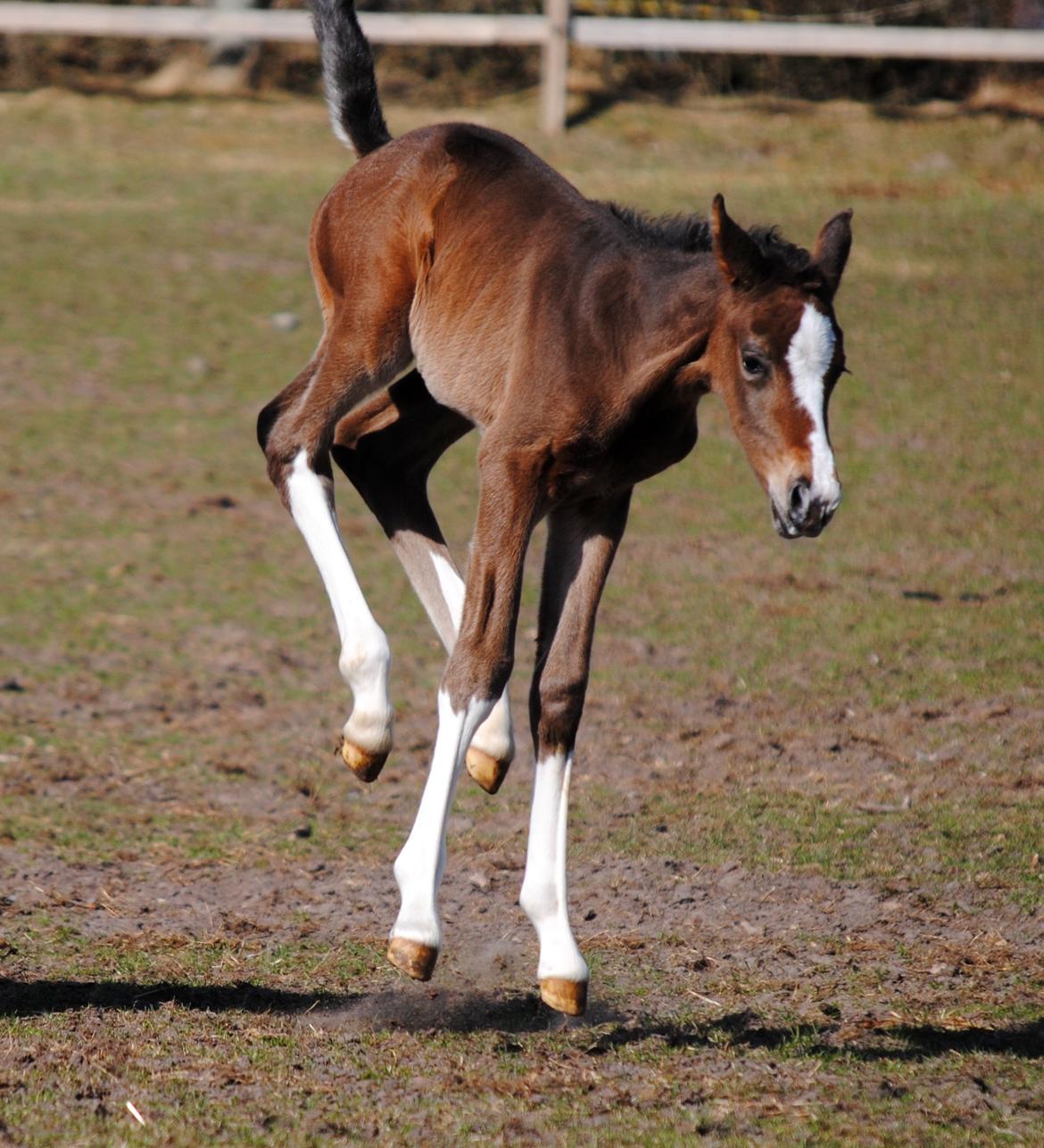 Dansk Varmblod Celina L billede 16