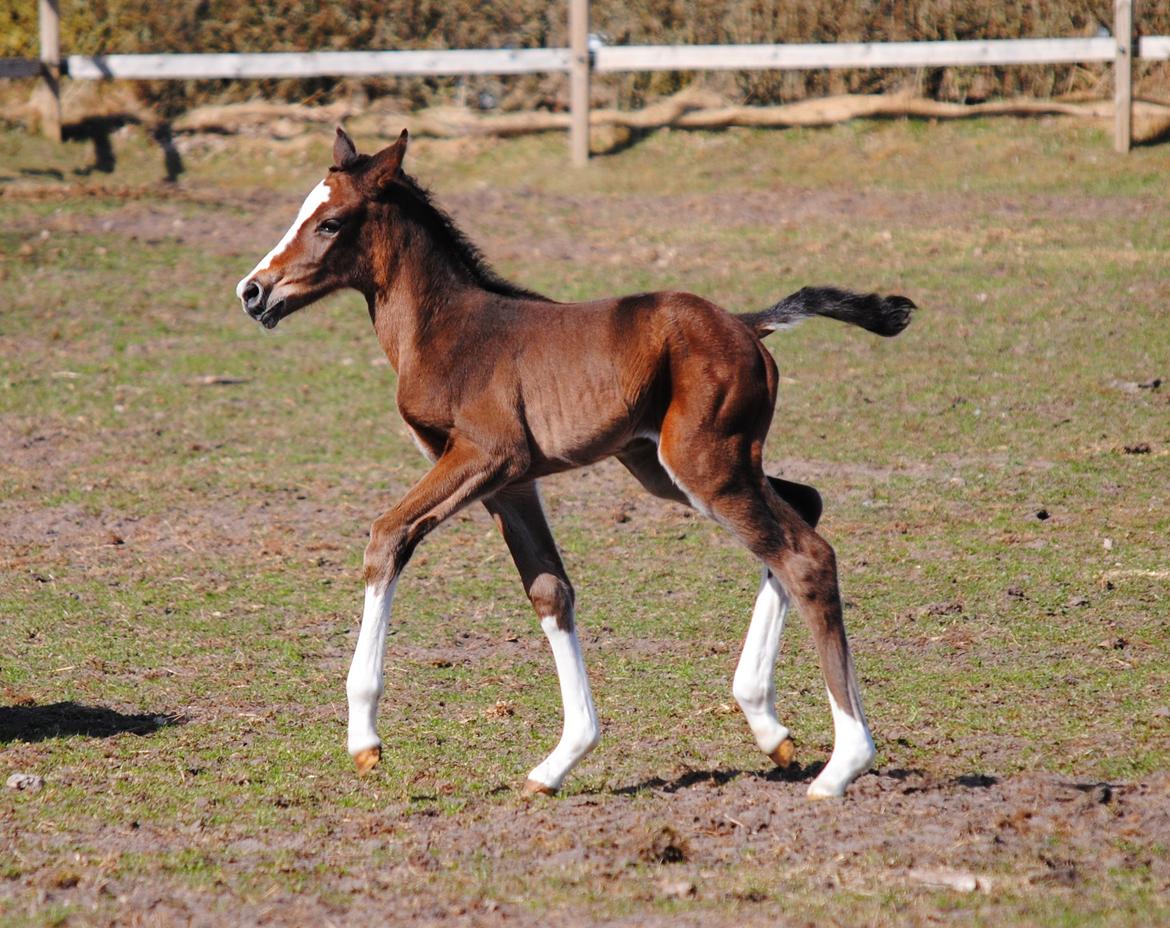 Dansk Varmblod Celina L billede 17