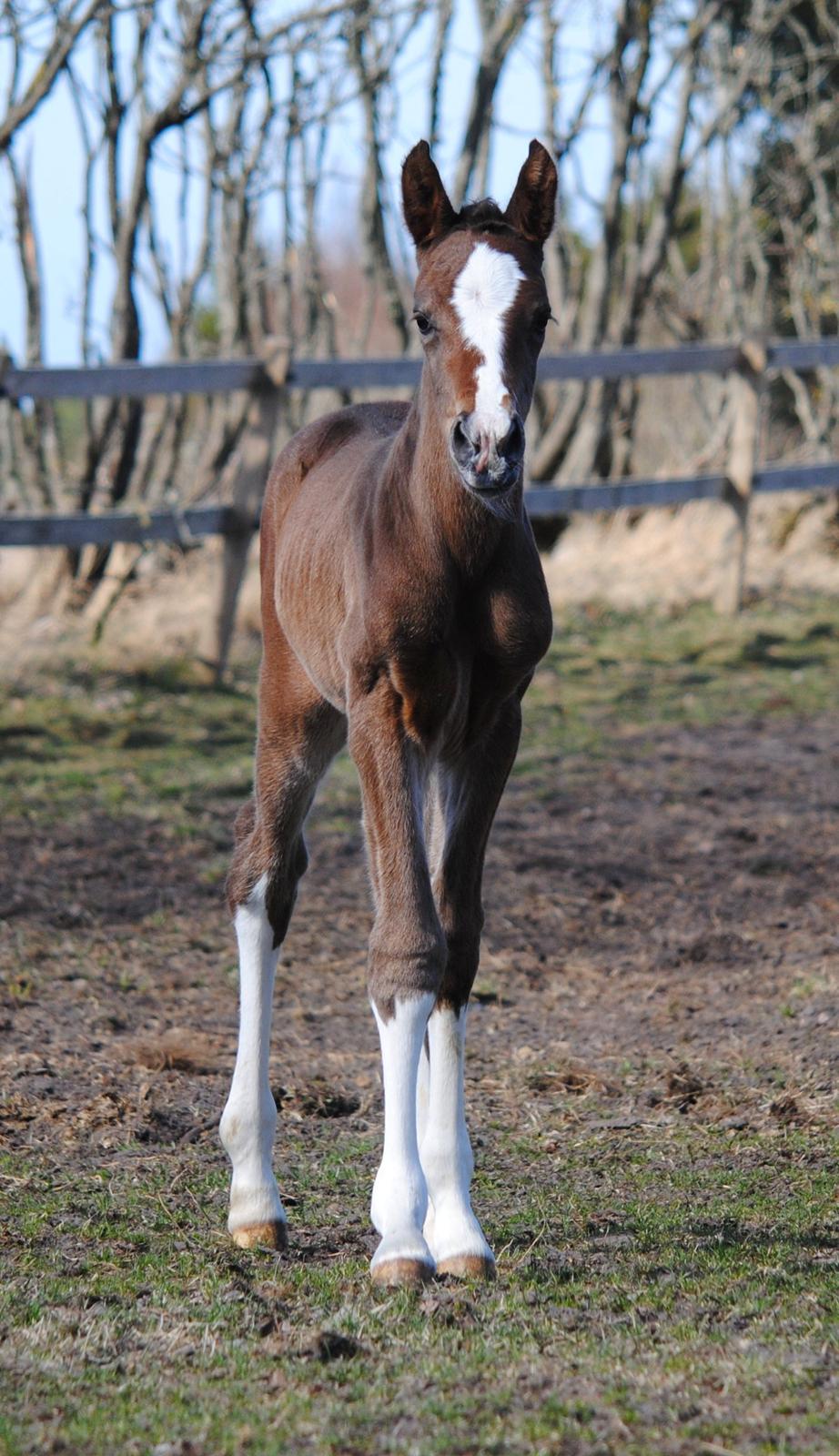 Dansk Varmblod Celina L billede 6