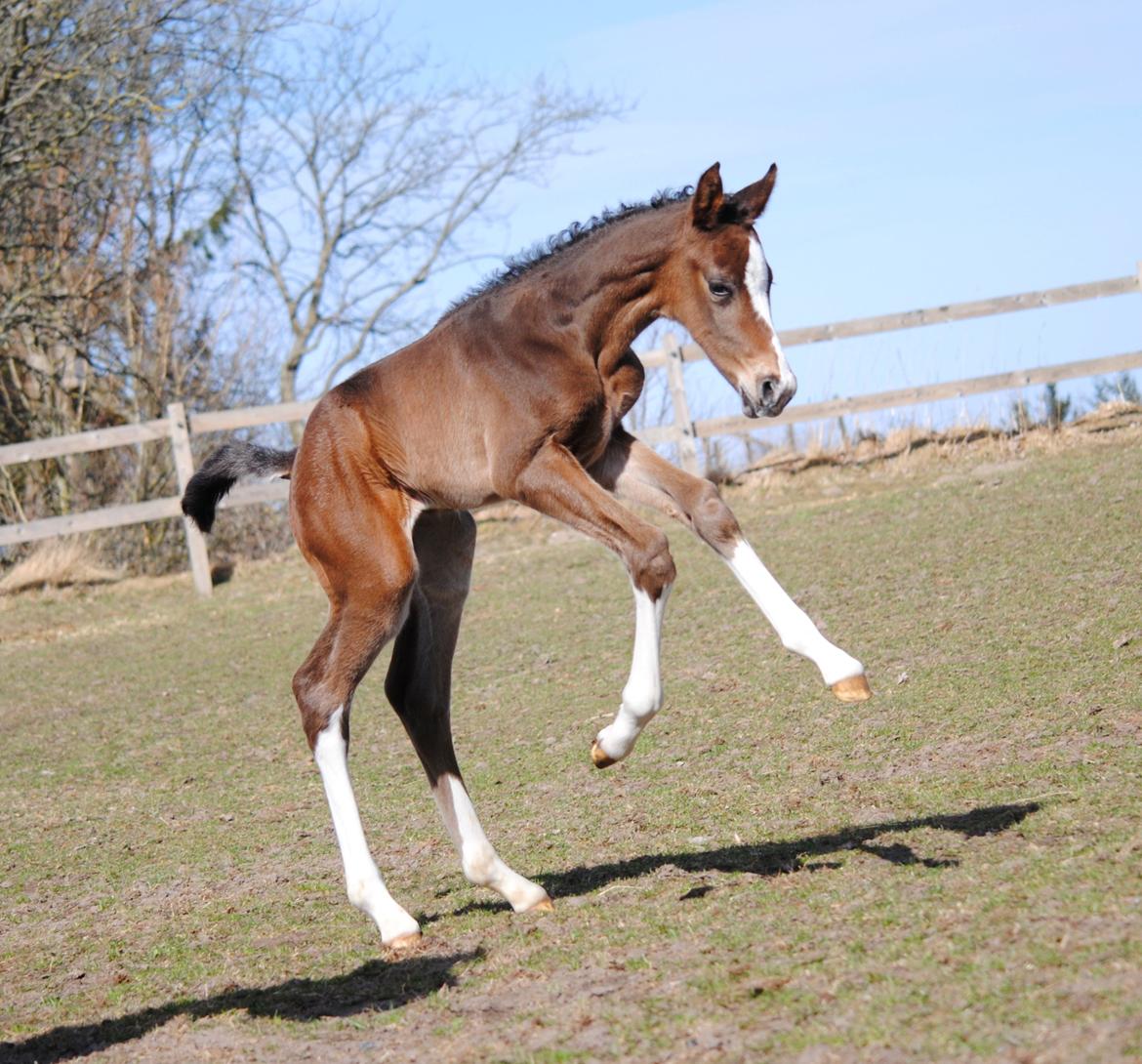 Dansk Varmblod Celina L billede 18