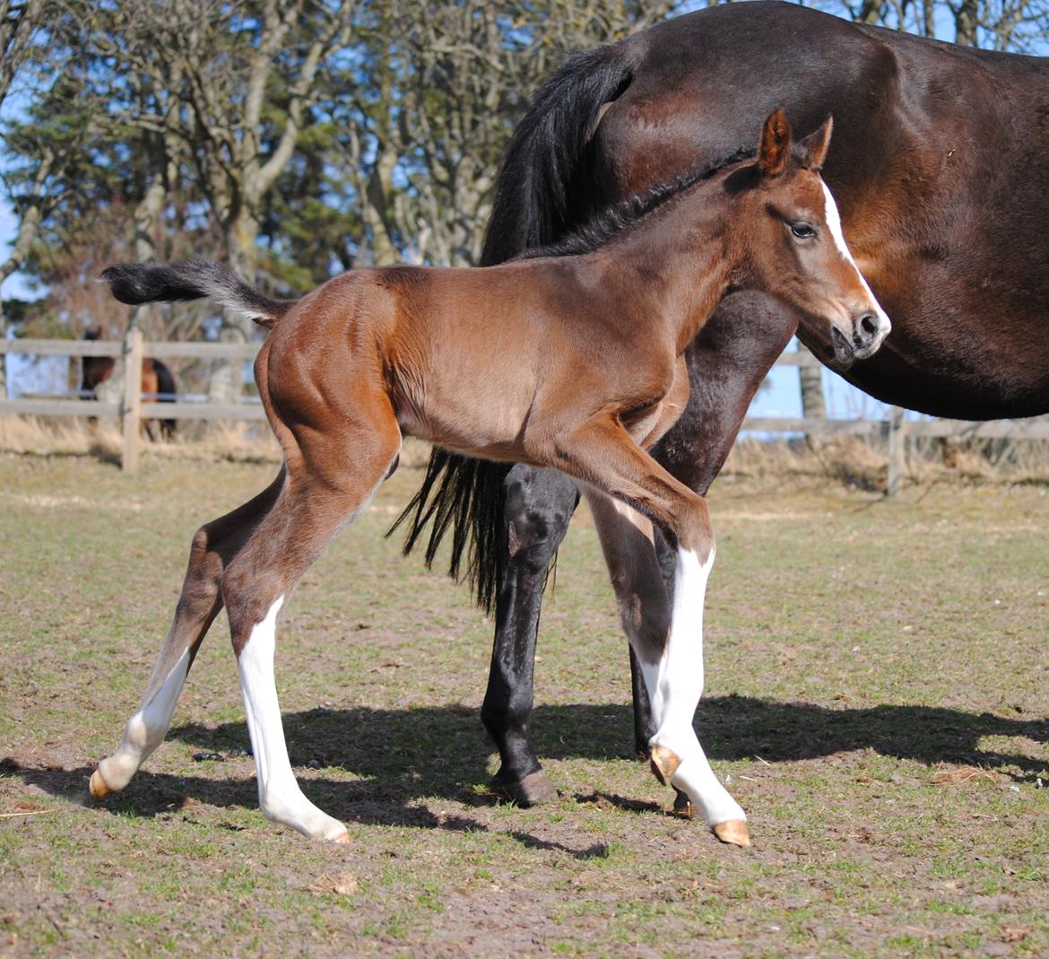 Dansk Varmblod Celina L billede 19