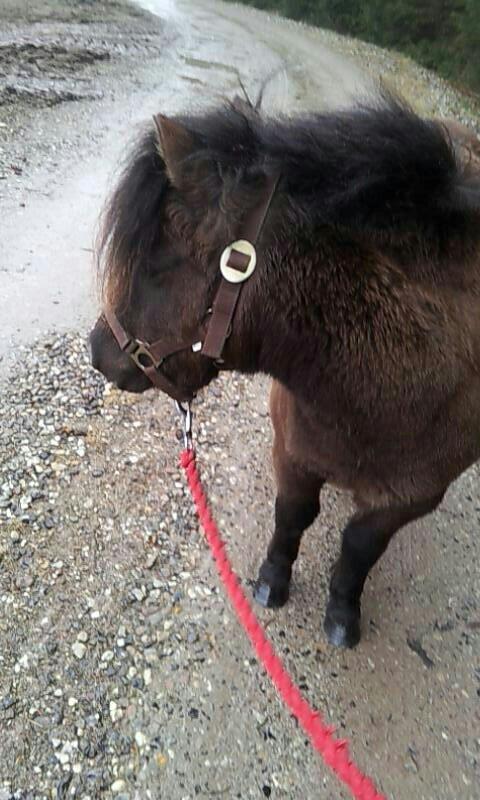 Shetlænder Nicoline ( en lille Stjerne ) <3 <3 <3 (tidligere  - så vi ude og gå tur op og ned af vejen <3 billede 8