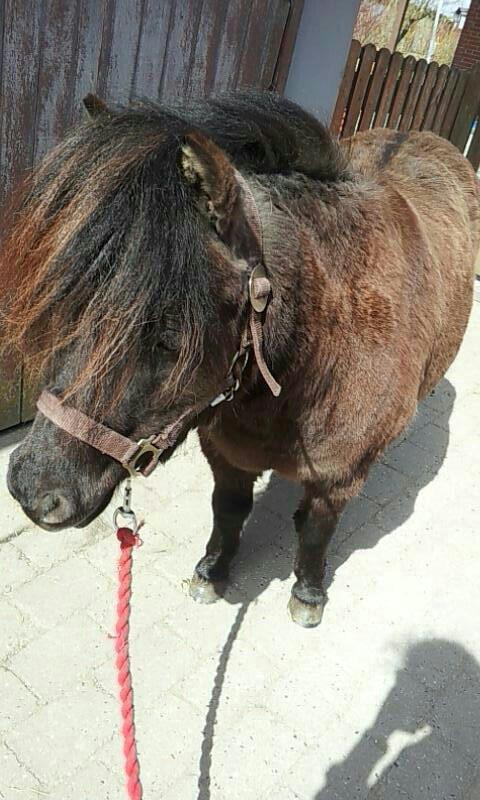 Shetlænder Nicoline ( en lille Stjerne ) <3 <3 <3 (tidligere  - så er vi på vej ud og gå tur<3 billede 14