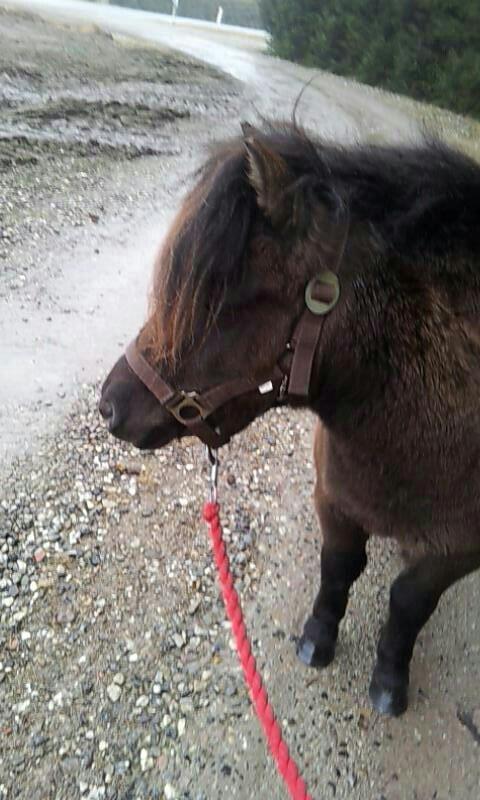 Shetlænder Nicoline ( en lille Stjerne ) <3 <3 <3 (tidligere  - så vi ude og gå tur op og ned af vejen <3 billede 15