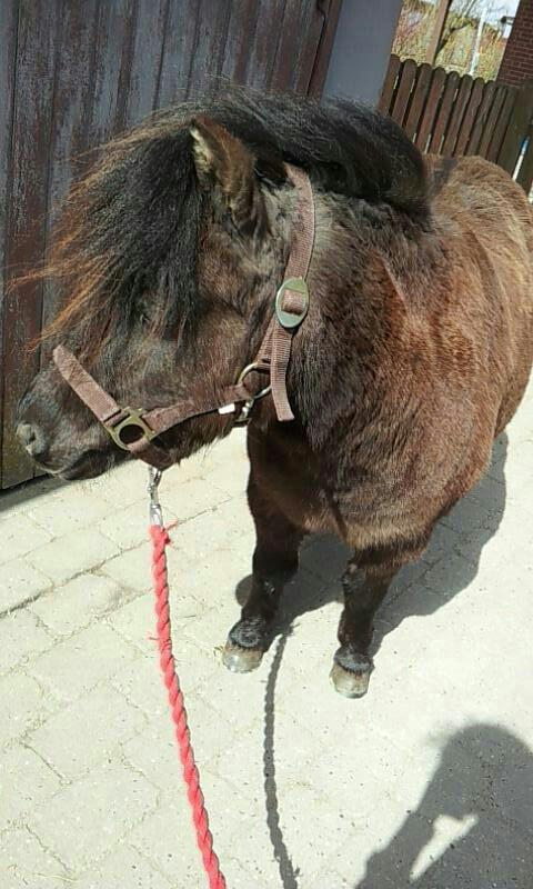 Shetlænder Nicoline ( en lille Stjerne ) <3 <3 <3 (tidligere  - så er det ud og gå tur på marken<3 billede 6